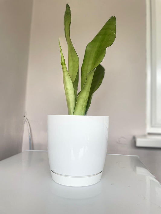 THE SNAKE PLANT