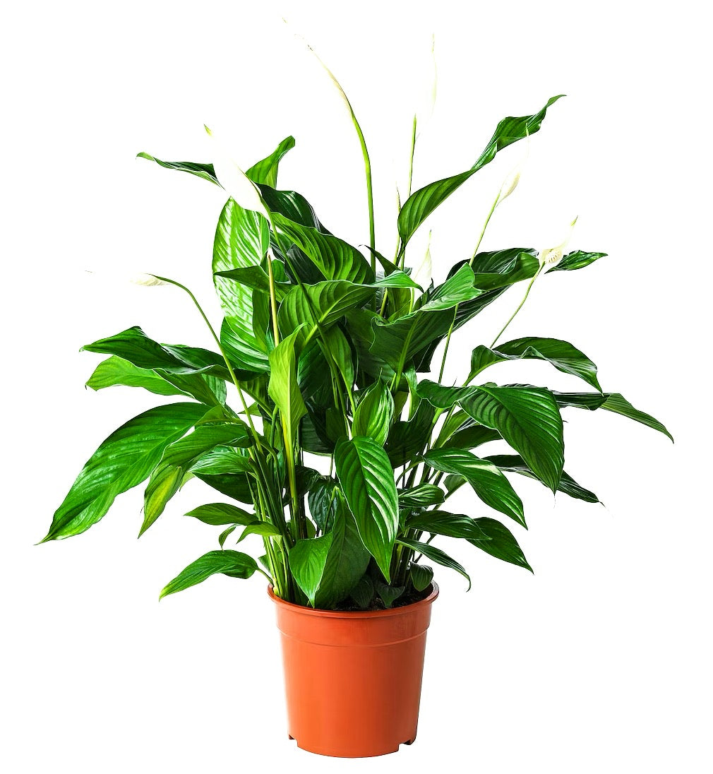 PEACE LILLY PLANT