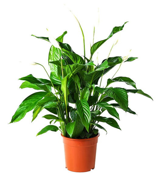 PEACE LILLY PLANT