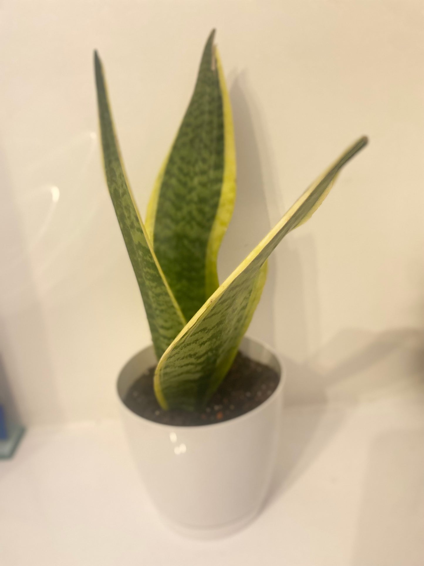 SNAKE PLANT