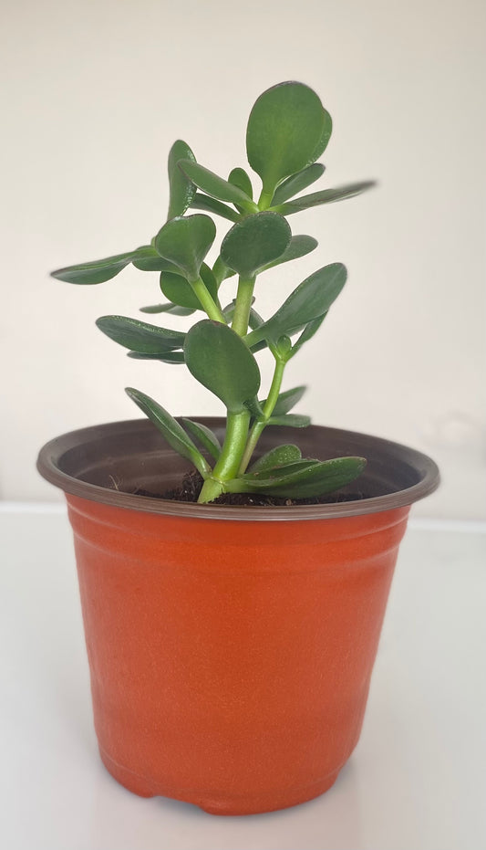 JADE PLANT