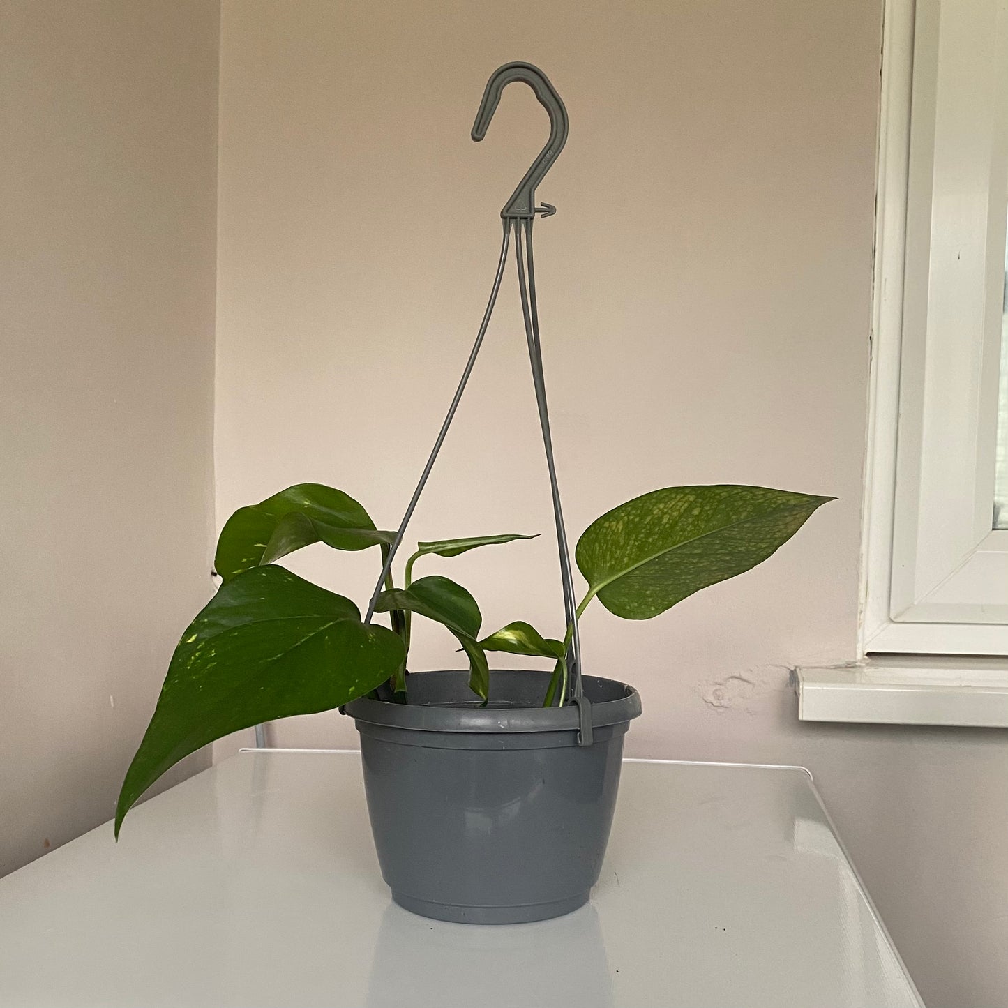 GOLDEN POTHOS