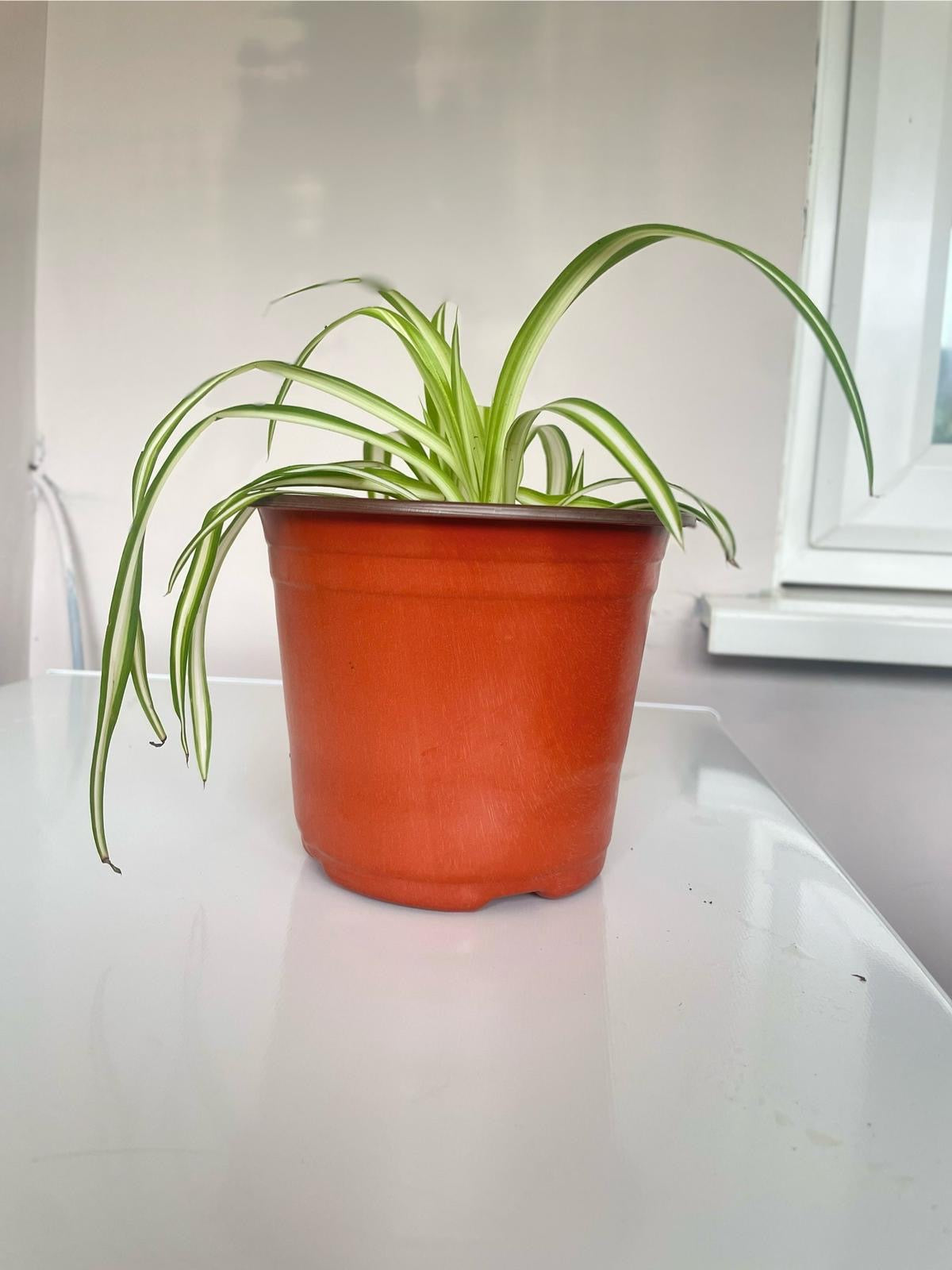 THE SPIDER PLANT