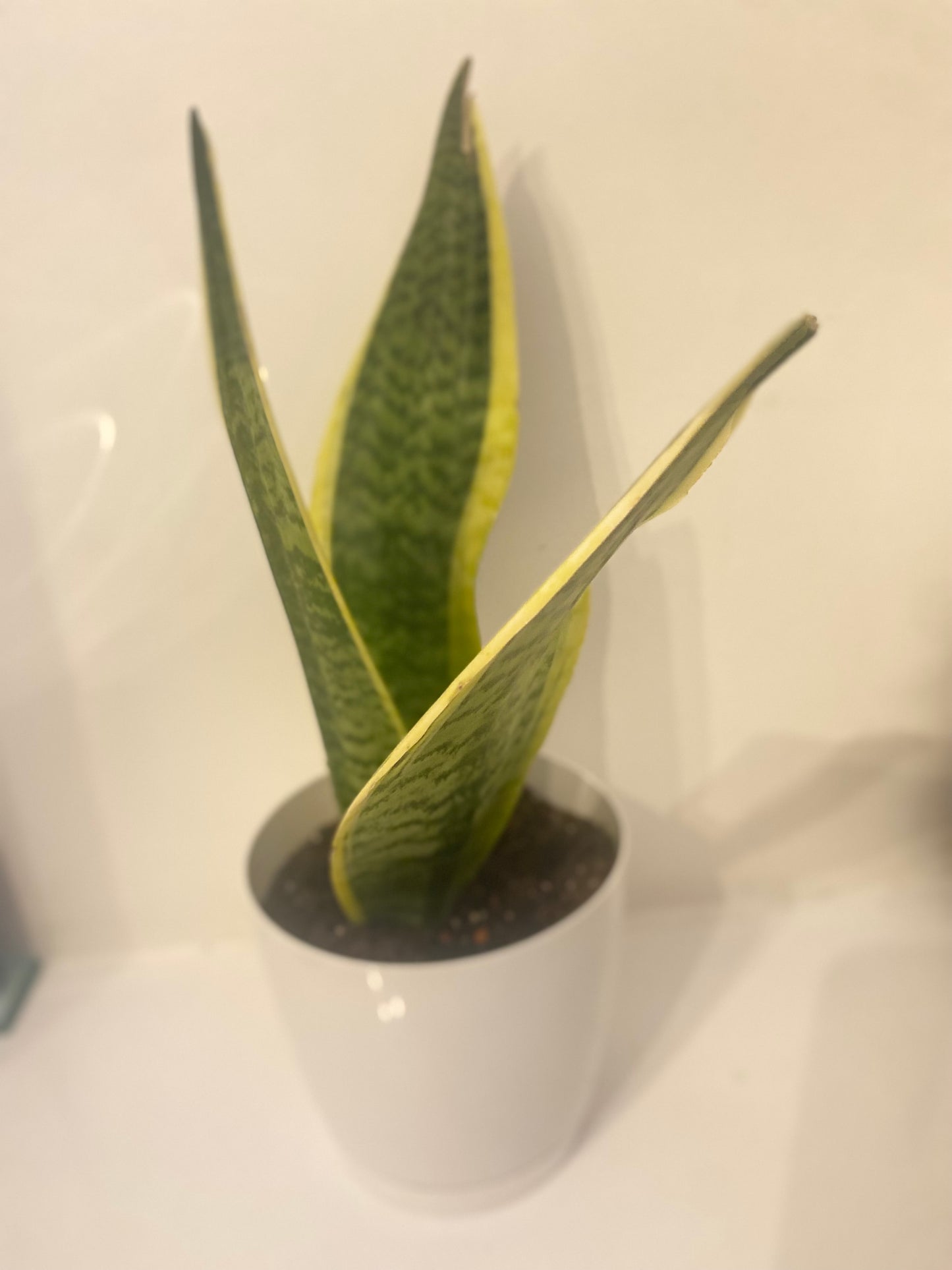 SNAKE PLANT