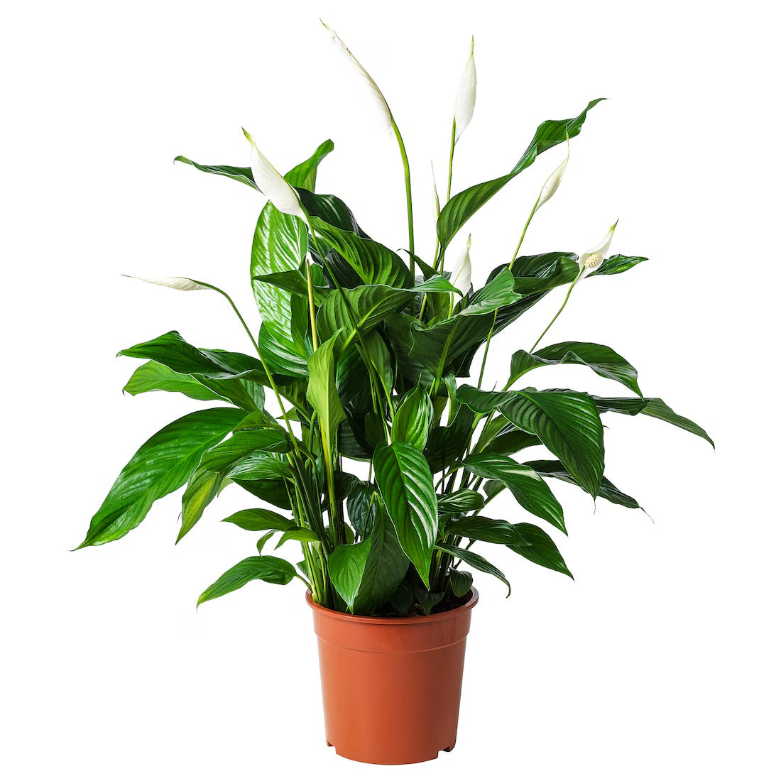 PEACE LILLY PLANT