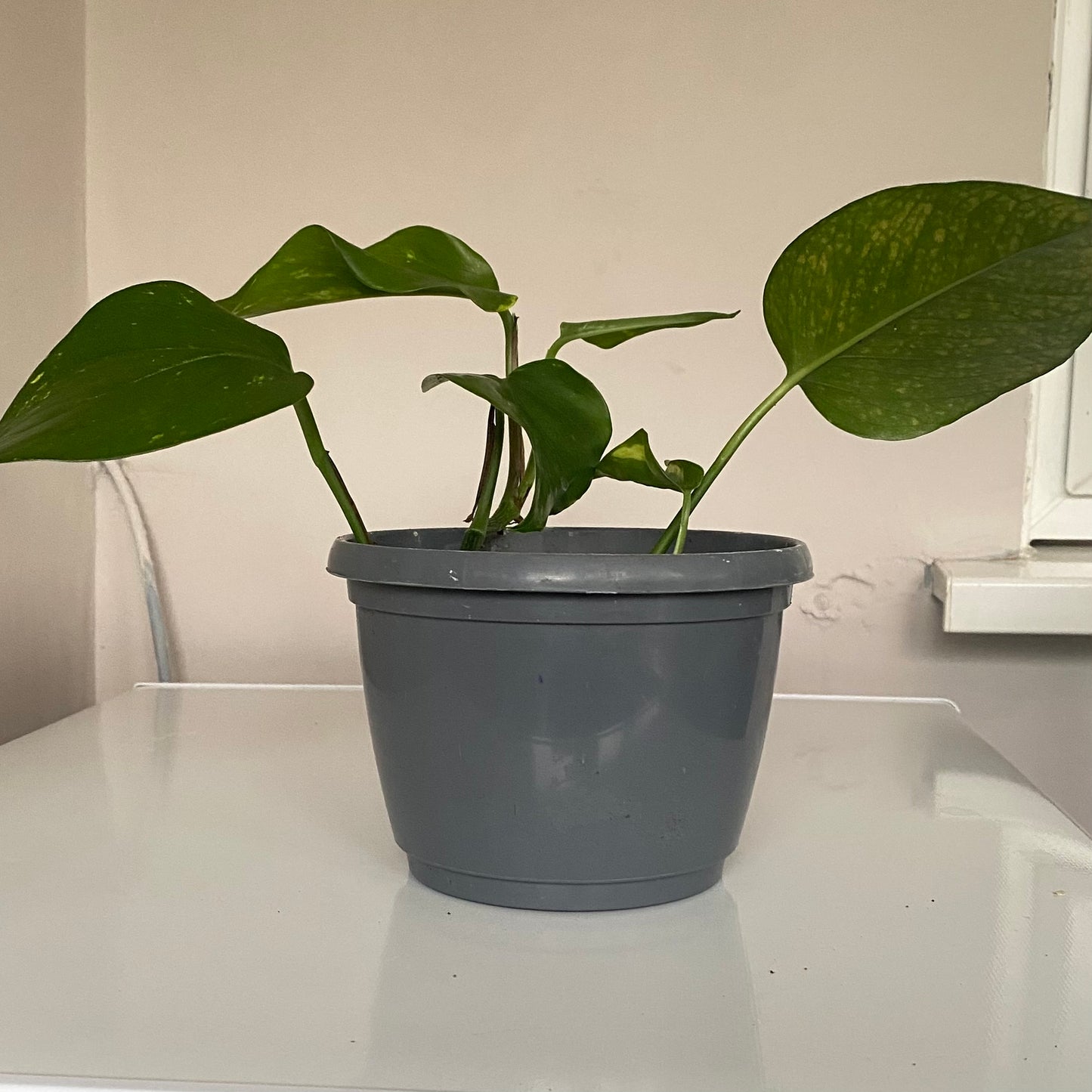 GOLDEN POTHOS