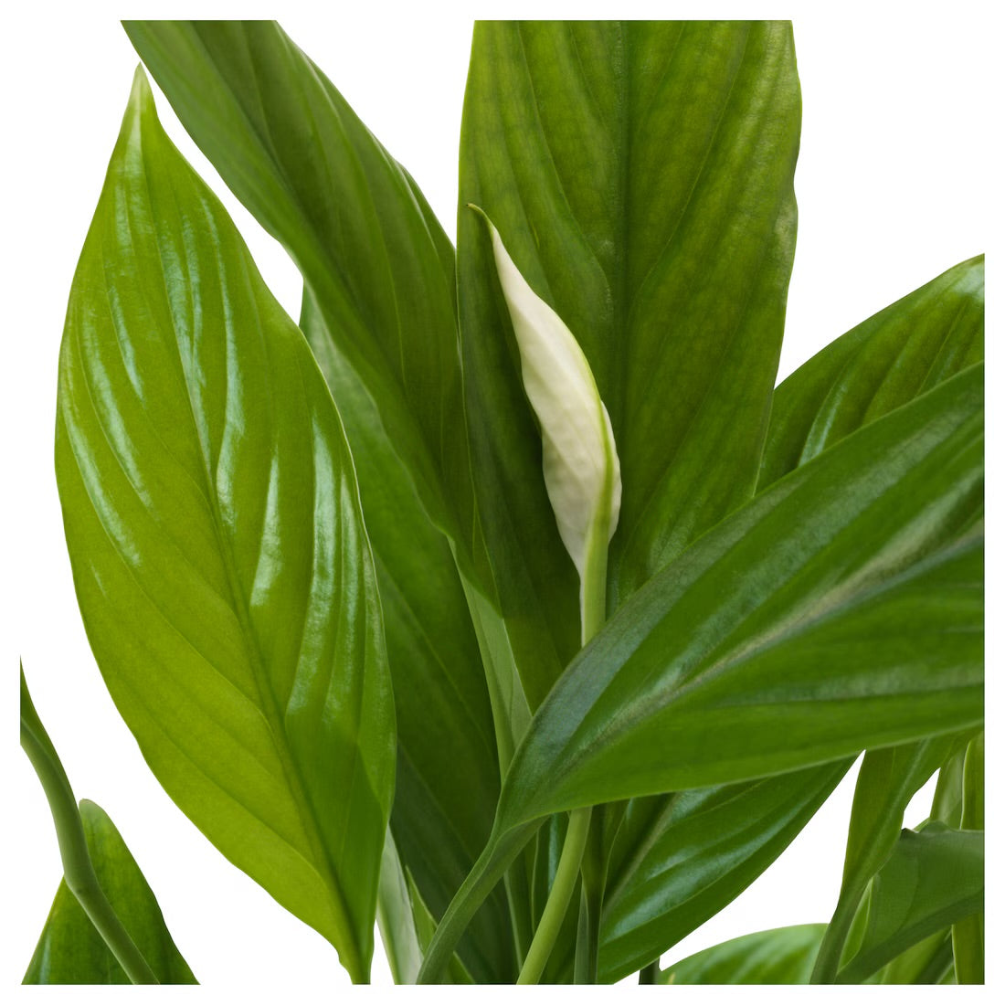 PEACE LILLY PLANT